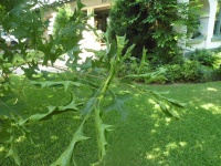 red oak leaf curl.JPG